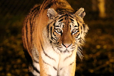 ナイトサファリコース