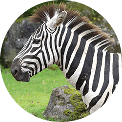 Zebra