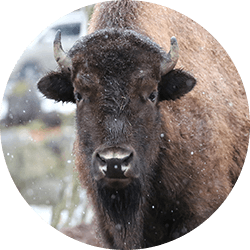 American bison