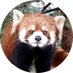 Lesser panda