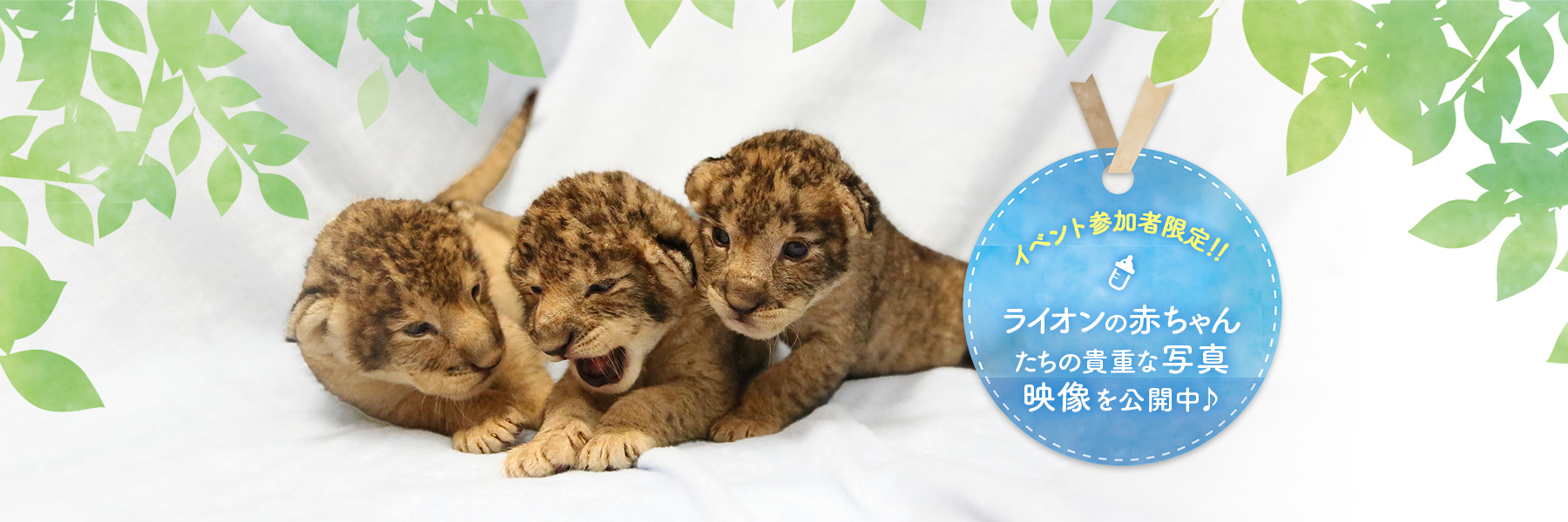 イベント参加者限定！！ライオンの赤ちゃんたちの貴重な写真映像を公開中♪