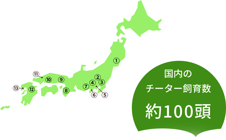 チーターを飼育している施設