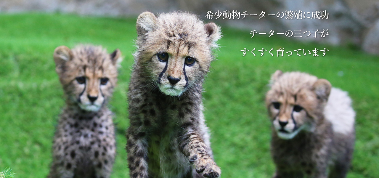 希少動物チーターの繁殖に成功 チーターの三つ子がすくすく育ってます