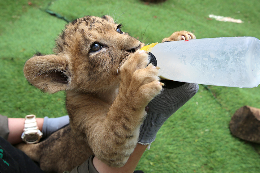 写真：ライオンの赤ちゃん