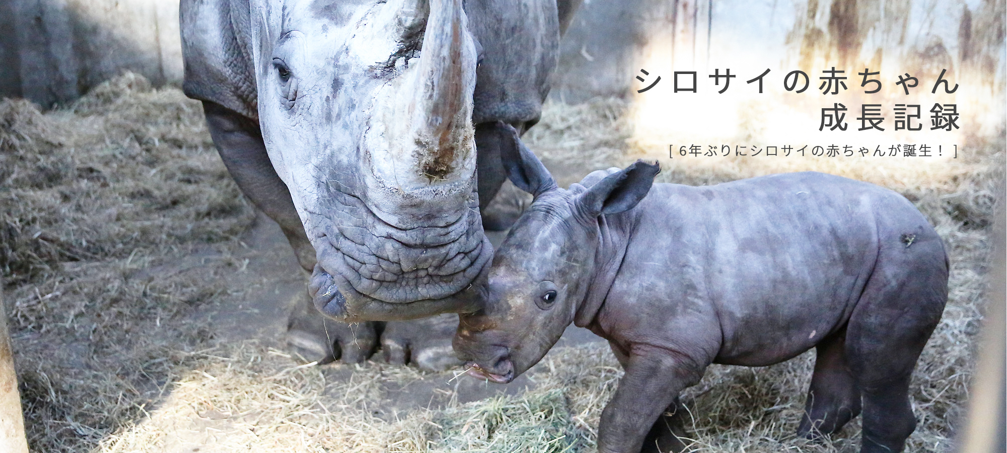 シロサイの赤ちゃん成長記録