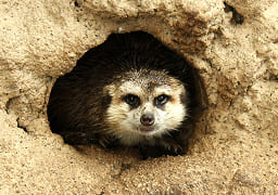 ミーアキャット