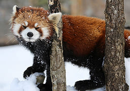 レッサーパンダ