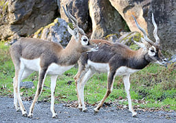 ブラックバック