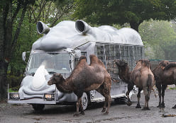 ジャングルバス