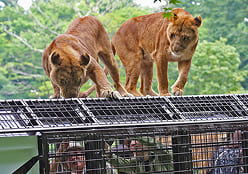 スーパージャングルバス