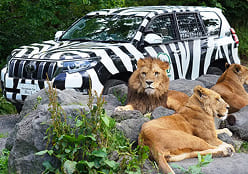 ナビゲーションカー