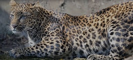 限定エサあげ　ヒョウ