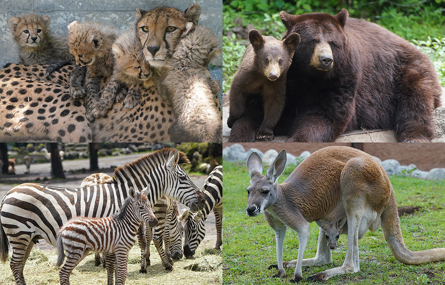 動物の親子・赤ちゃん続々公開！