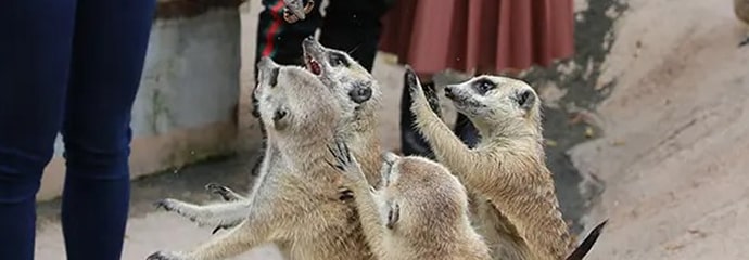 限定エサあげ ミーアキャット