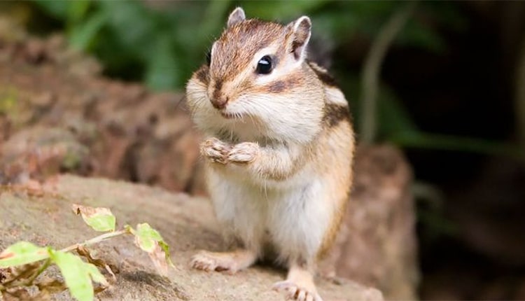 シマリス