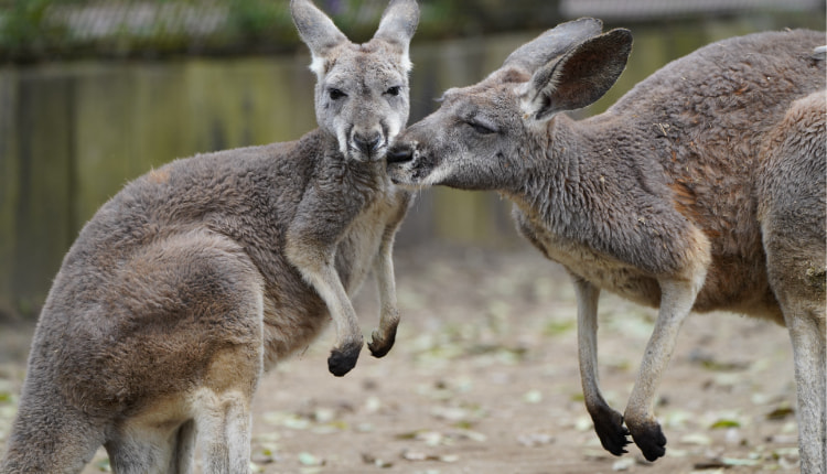 アカカンガルー