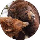 サファリパークの楽しみ方