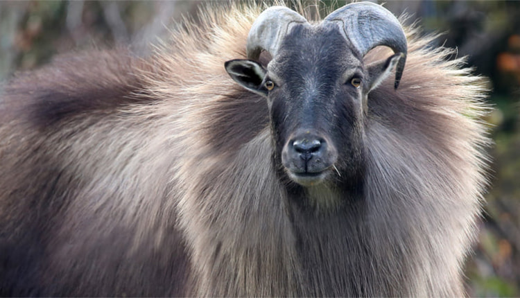 ヒマラヤタール