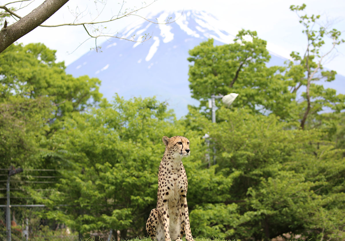 チーターゾーン