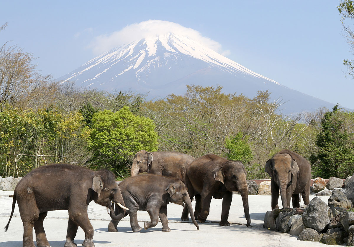 boletos para fuji safari park