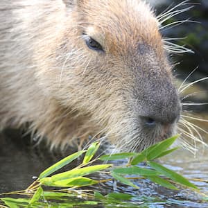 ふれあいゾーンで会える動物たち