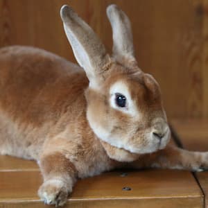 ふれあいゾーンで会える動物たち