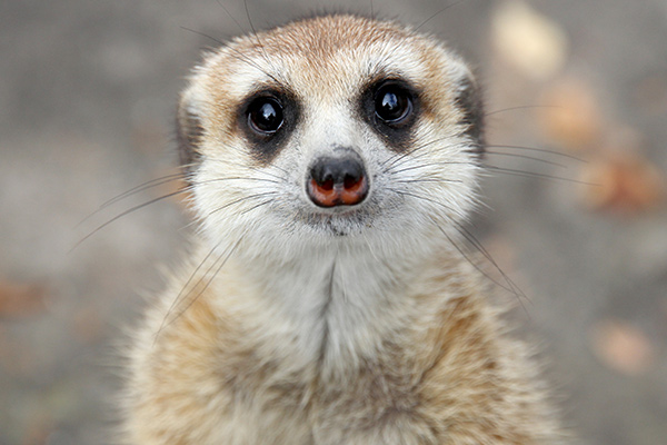 「動物たちが活発に行動している姿を観察しよう」の写真