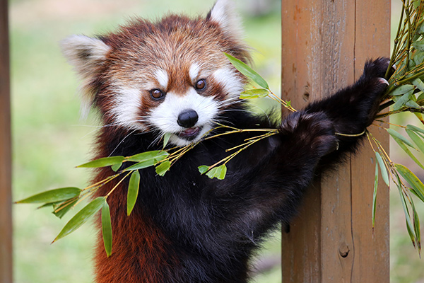 「動物たちが活発に行動している姿を観察しよう」の写真