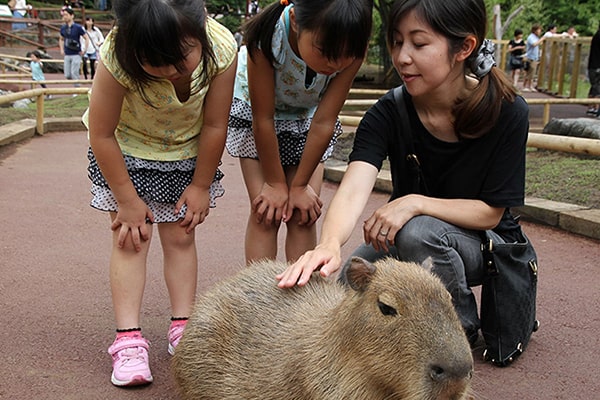 富士サファリパーク見学モデルコース