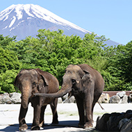 サファリゾーンで会える動物たち