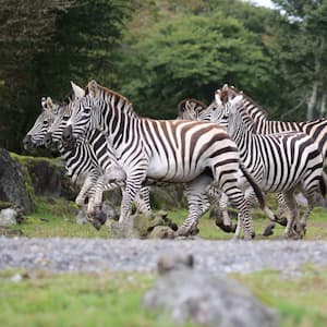 サファリゾーンで会える動物たち