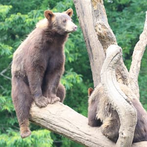 サファリゾーンで会える動物たち