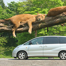 マイカーでサファリ見学