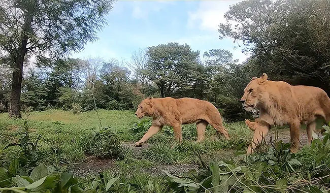 サファリショップ - 富士サファリパーク 公式サイト