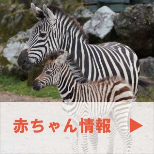 赤ちゃん情報