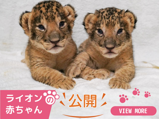 富士サファリパーク 公式サイト