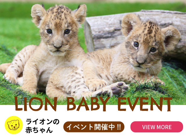 富士サファリパーク 公式サイト 富士サファリパーク 公式サイト