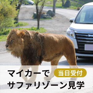マイカーでサファリゾーン見学