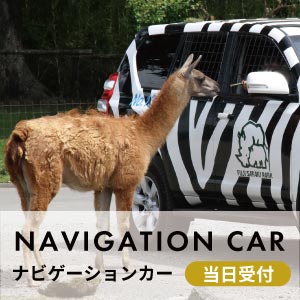 ナビゲーションカー