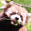 レッサーパンダ