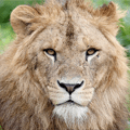 ライオン