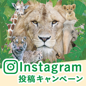 記事「Instagram投稿キャンペーン(7月21日から)」の画像