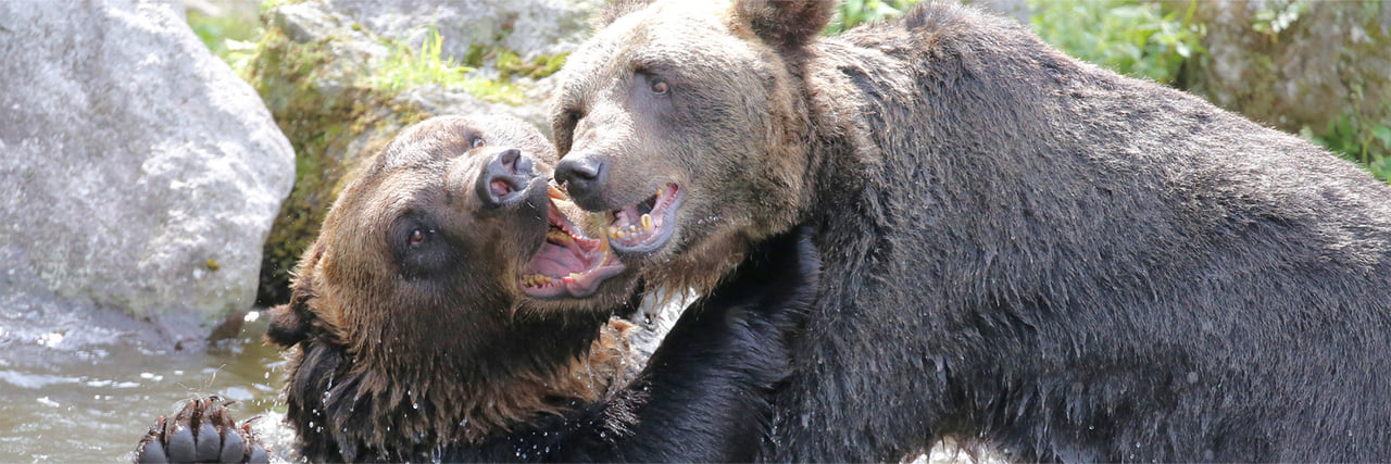 ヒグマ - 富士サファリパーク 公式サイト