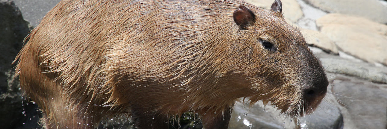 カピバラ - 富士サファリパーク 公式サイト
