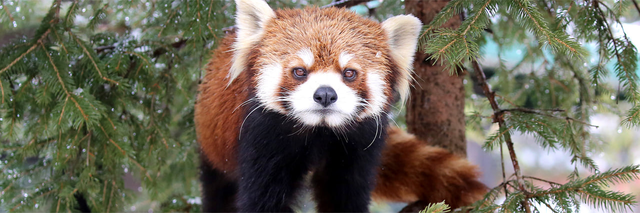 レッサーパンダ - 富士サファリパーク 公式サイト