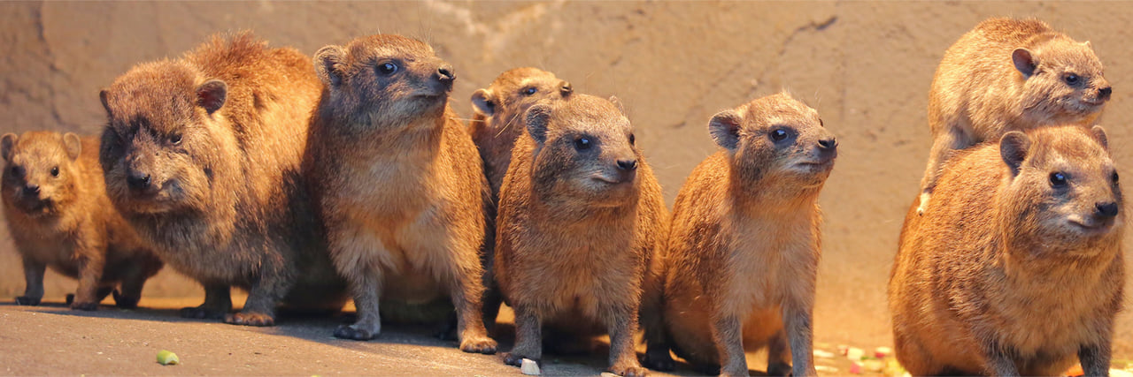 ケープハイラックス - 富士サファリパーク 公式サイト