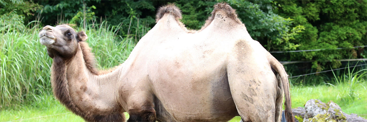 フタコブラクダ - 富士サファリパーク 公式サイト