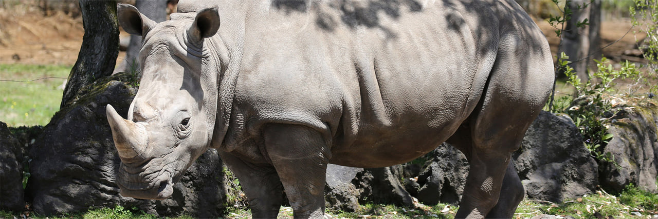 シロシロシロ ZXi4 Irons - Graphite – Dunlop Sports Canada