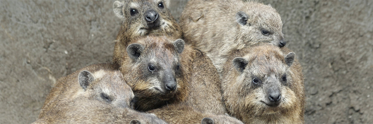 ケープハイラックス - 富士サファリパーク 公式サイト