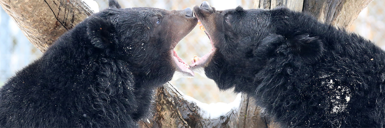 ヒマラヤグマ - 富士サファリパーク 公式サイト